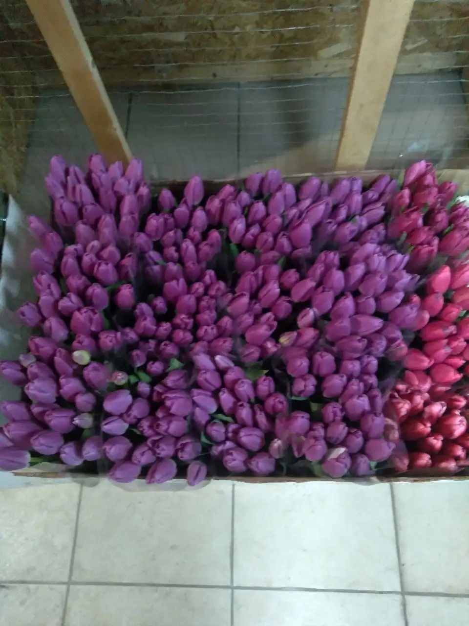 Оригинальная печать для документов в Ставрополе - Полиграфия / Печать (Услуги) в Ставрополь