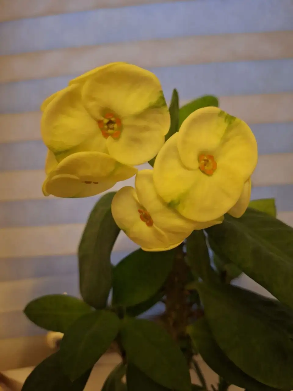 Молочай миля - Растения (Животные) в Ставрополь