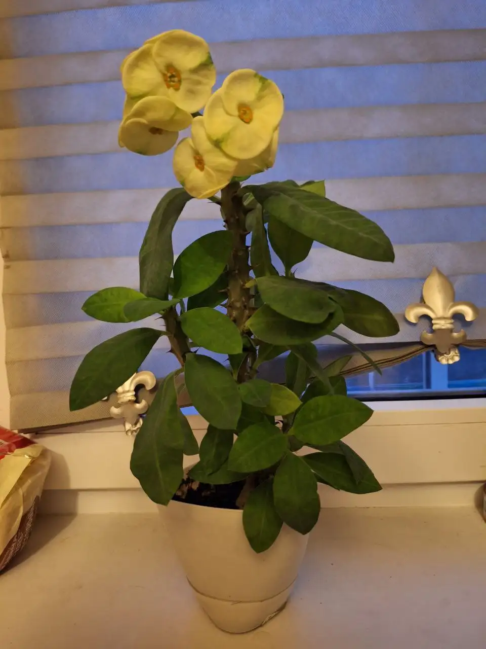 Молочай миля - Растения (Животные) в Ставрополь