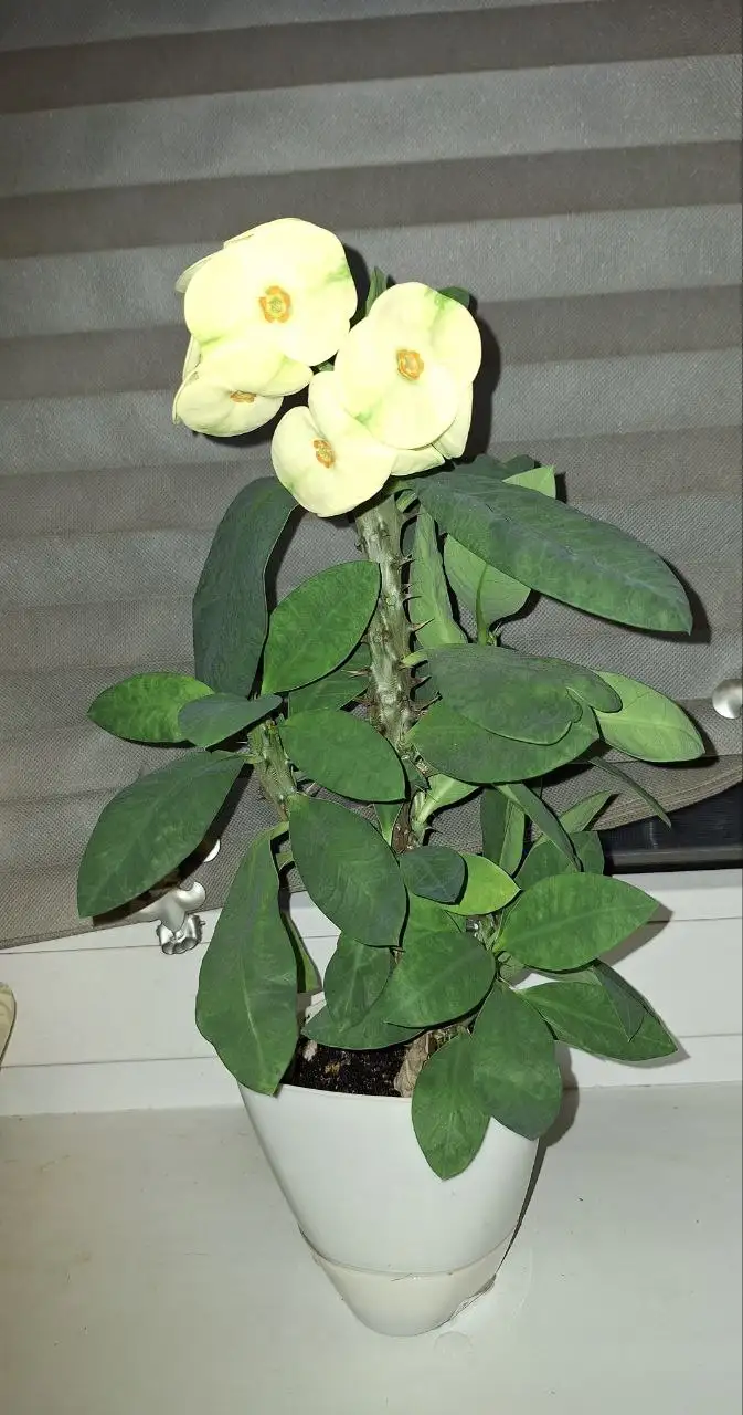 Молочай миля - Растения (Животные) в Ставрополь