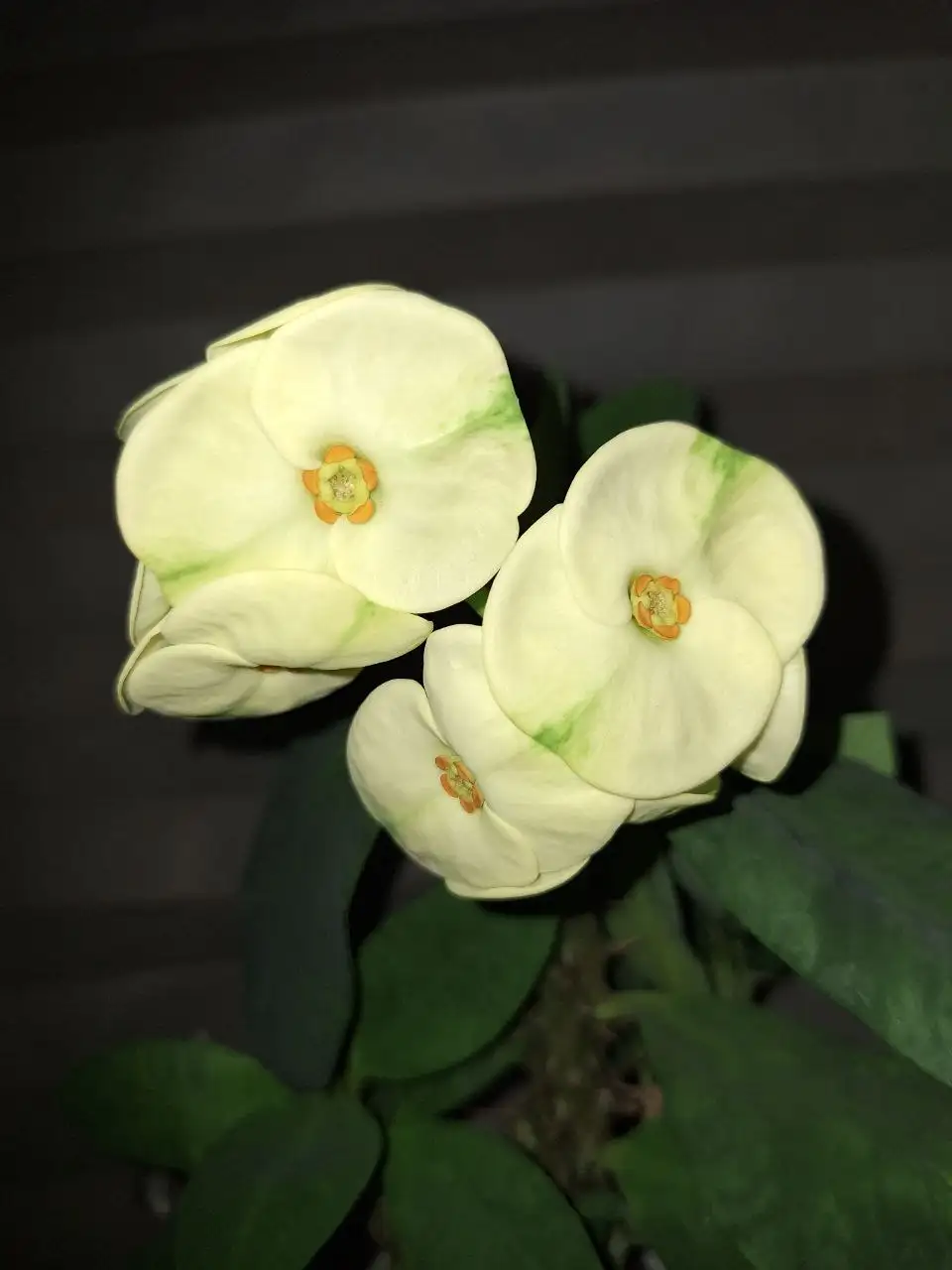 Молочай миля - Растения (Животные) в Ставрополь