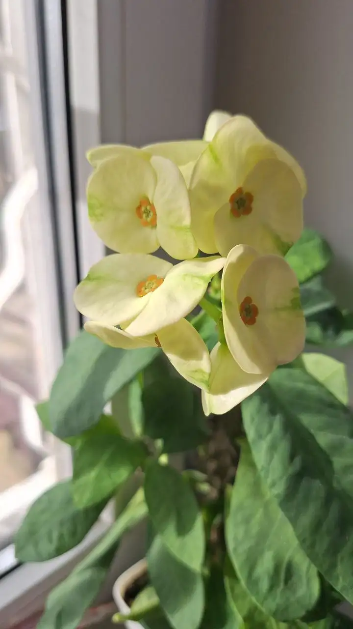 Молочай миля - Растения (Животные) в Ставрополь