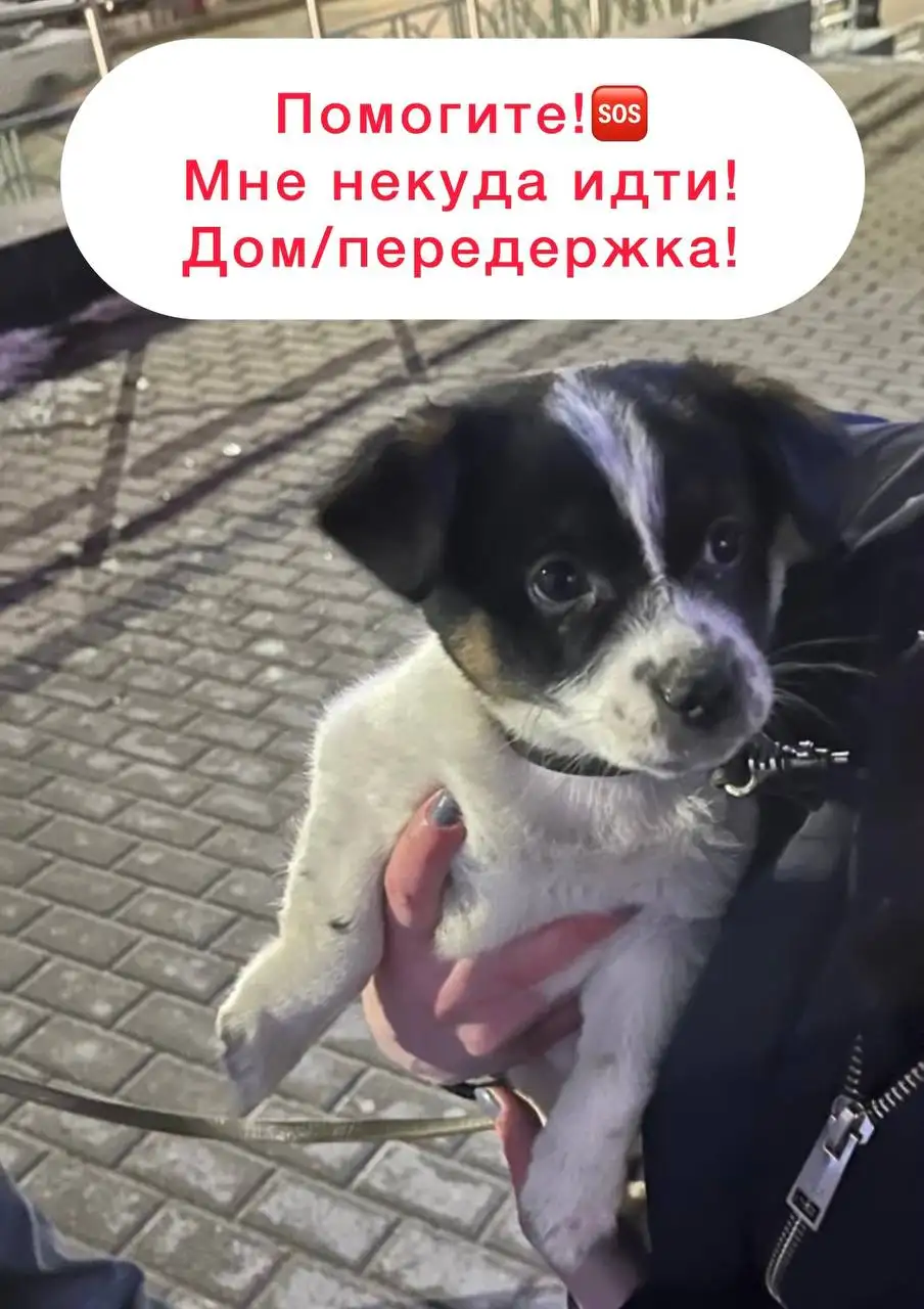 Щенок, оставленный у магазина в Ставрополе - Собаки (Животные) в Ставрополь