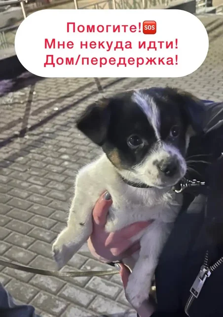 Щенок, оставленный у магазина в Ставрополе - Собаки в Ставрополь