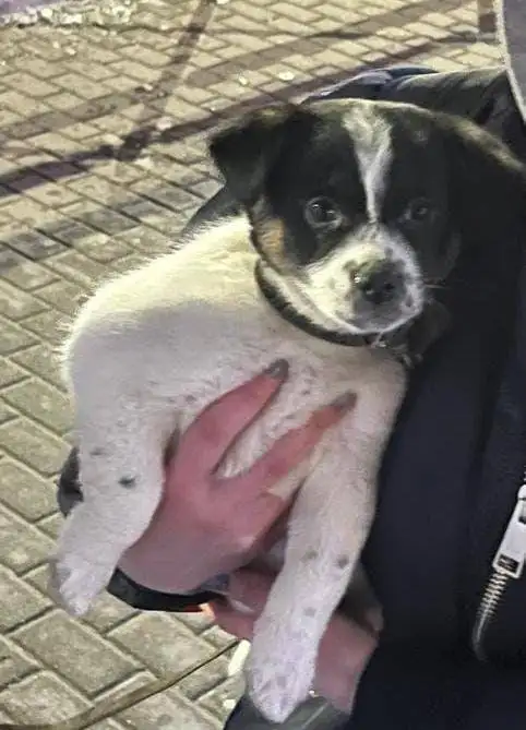 Щенок, оставленный у магазина в Ставрополе - Собаки (Животные) в Ставрополь