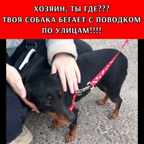 Найдена собака с поводком у Политехнического колледжа - Кошки в Ставрополь