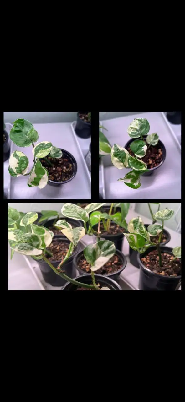 Укорененные отростки Эпипремиум энджой - Растения (Хобби и отдых) в Ставрополь