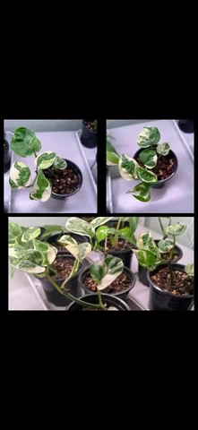 Укорененные отростки Эпипремиум энджой - Сельское хозяйство/Продукты в Ставрополь