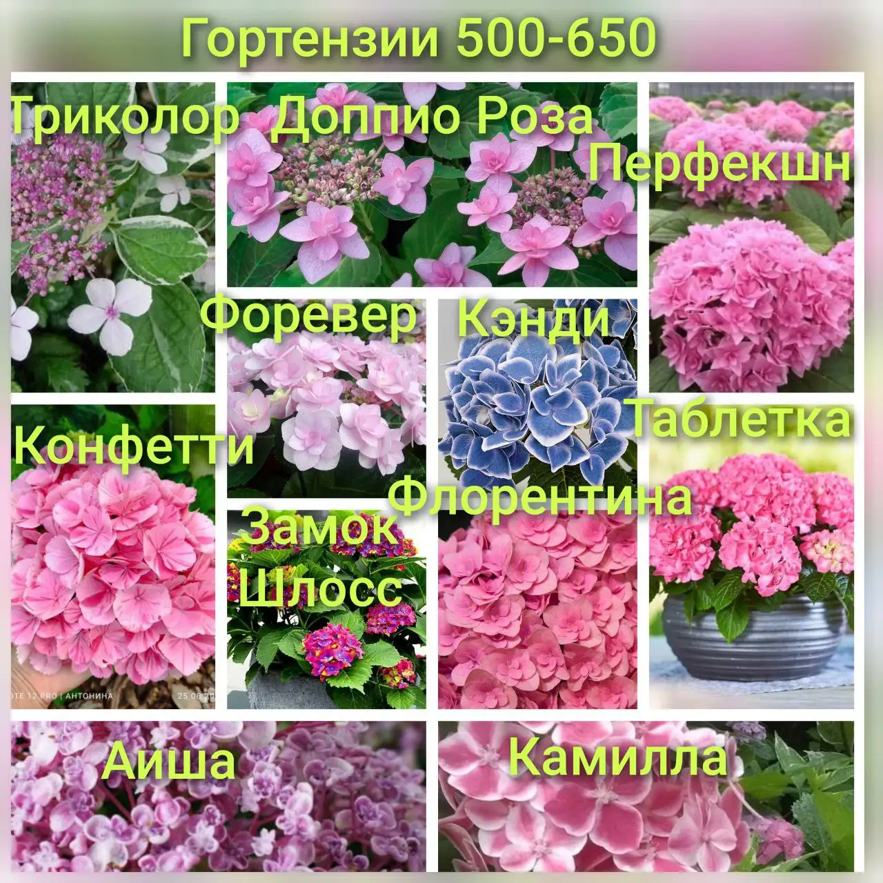 Растения из сада: многолетние цветы, кустарники, лианы - Растения (Хобби и отдых) в Динская