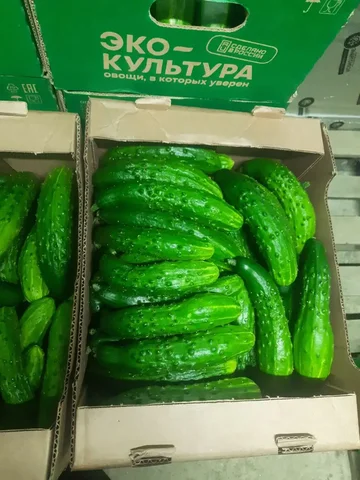 Продажа свежих огурцов сорт Эстафета - Сельское хозяйство/Продукты в Михайловск