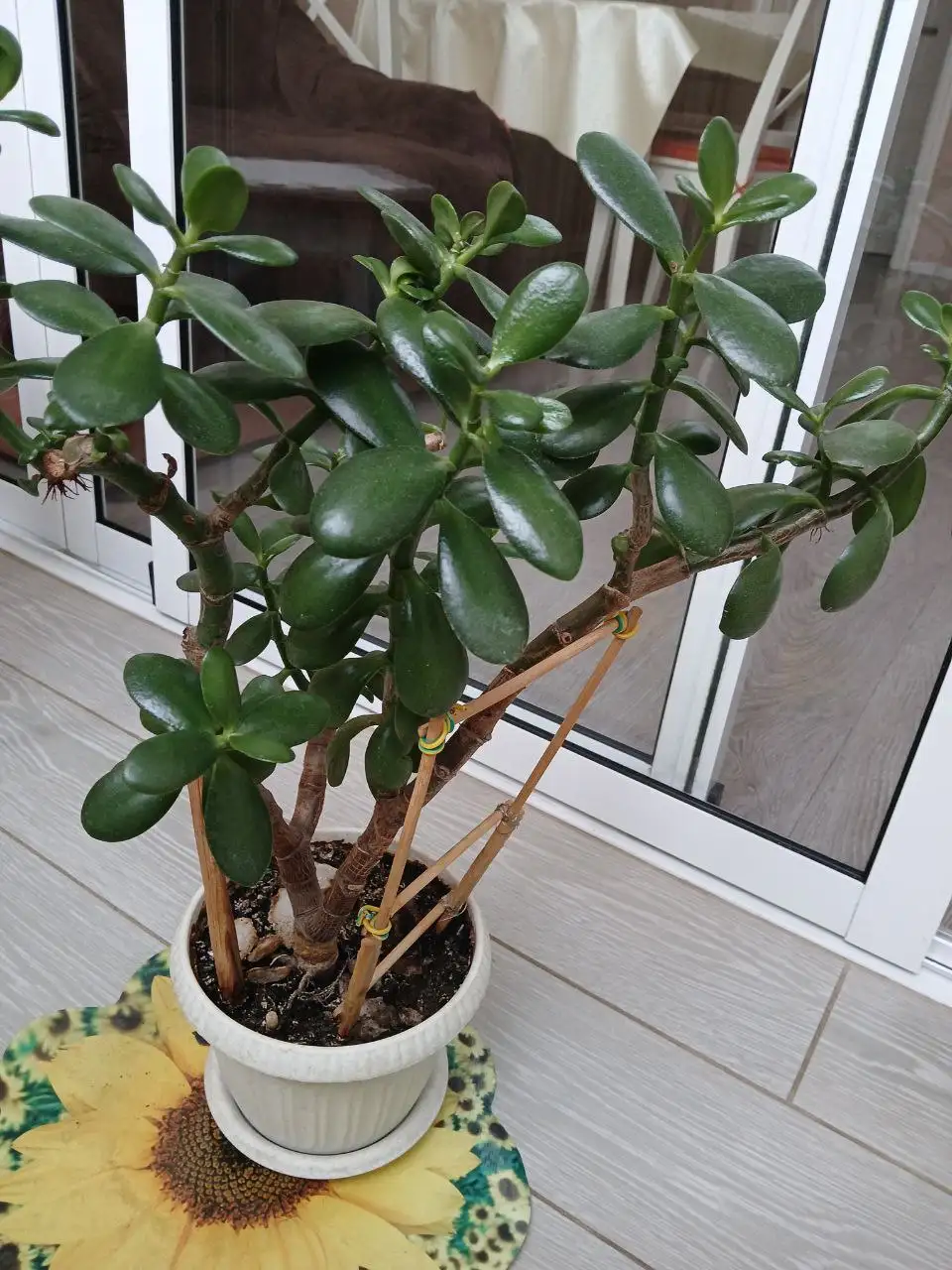 Продажа толстянки (денежного дерева) - Растения (Барахолка) в Ставрополь