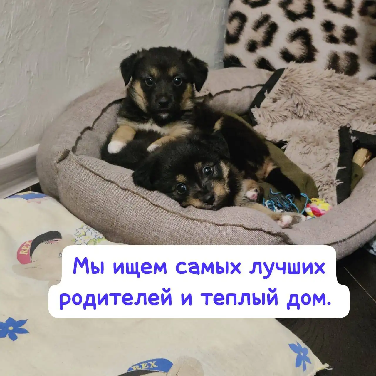 Пристройство котят Ляля и По в Ставрополе - Кошки (Животные) в Ставрополь