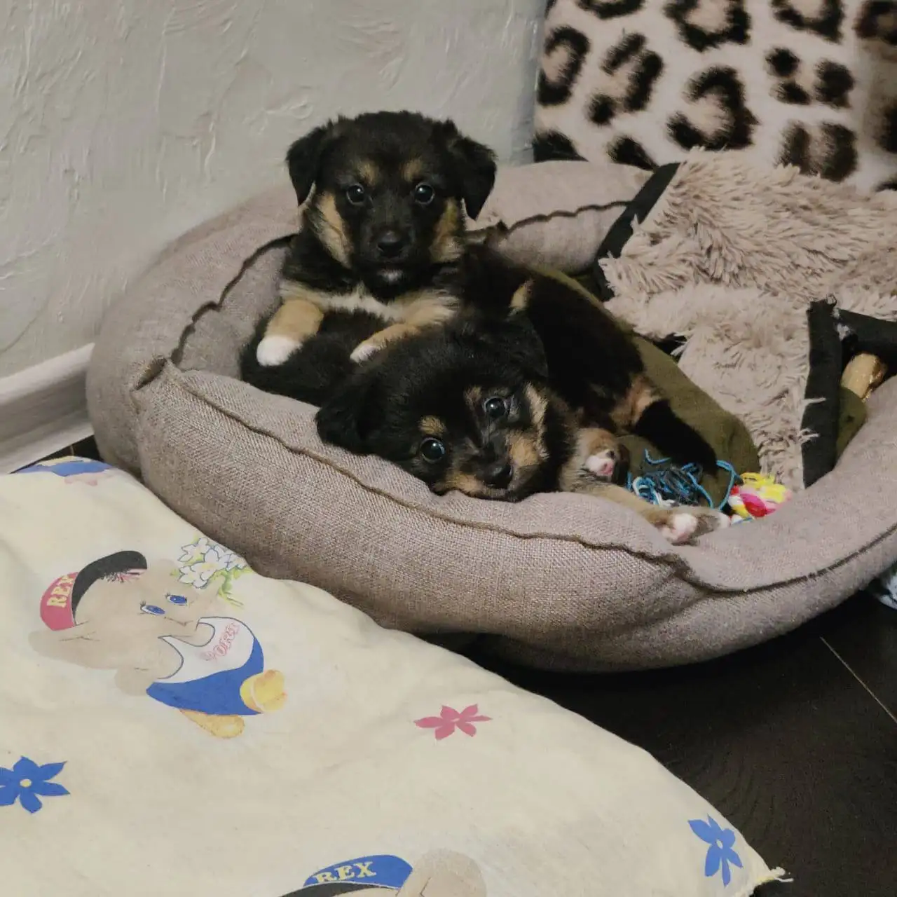 Пристройство котят Ляля и По в Ставрополе - Кошки (Животные) в Ставрополь