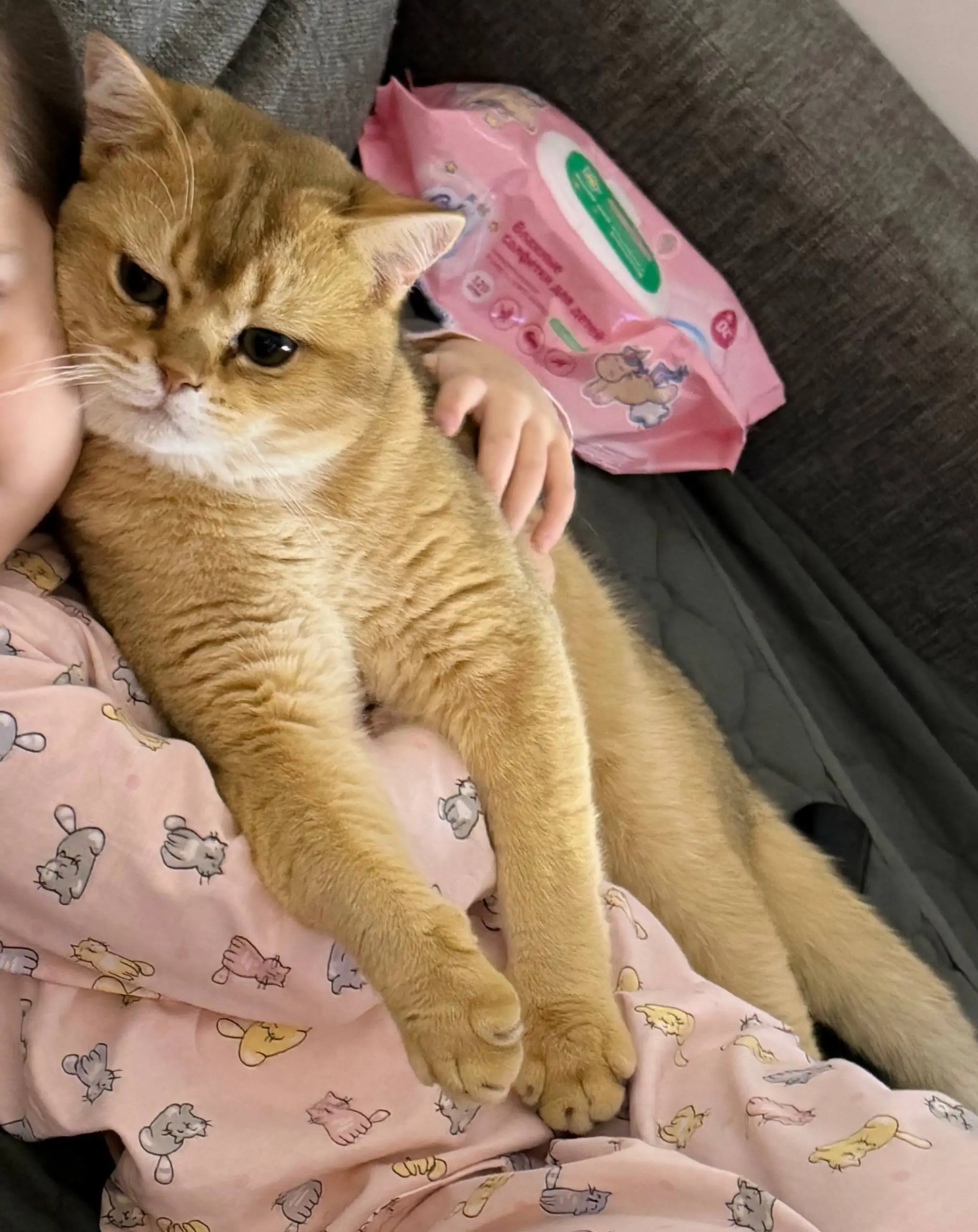 Потерян котенок британец в Михайловске - Потеряно/найдено (Животные) в Михайловск