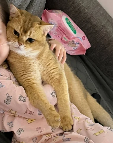 Потерян котенок британец в Михайловске - Животные в Михайловск