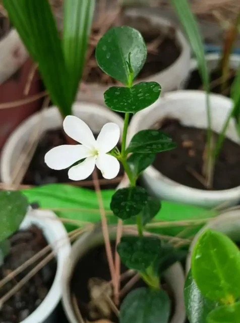 Продажа комнатных растений: карисса, розмарин, мирт, фикусы, пеларгонии - частное объявление в Ставрополь