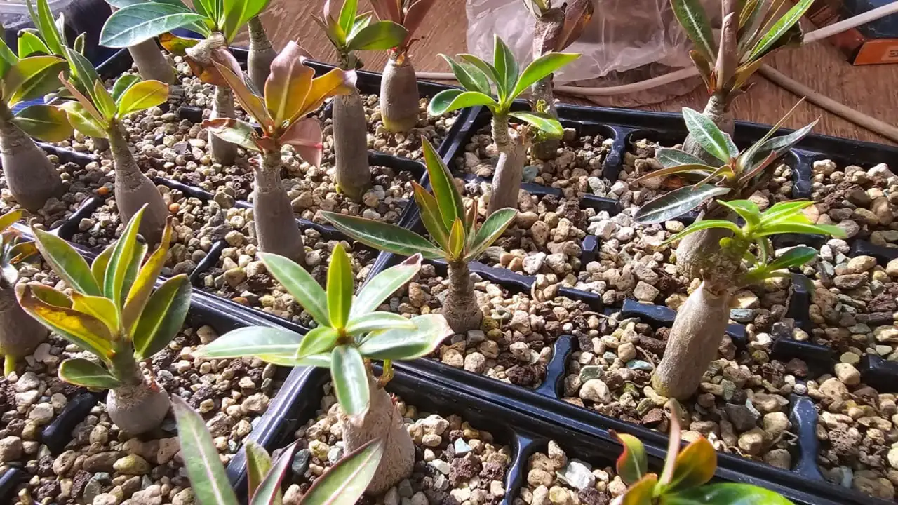 Саженцы Адениум (Роза пустыни) - Растения (Хобби и отдых) в Ставрополь