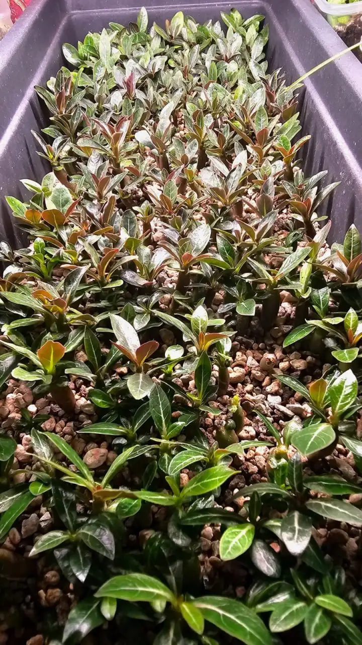 Саженцы Адениум (Роза пустыни) - Растения (Хобби и отдых) в Ставрополь