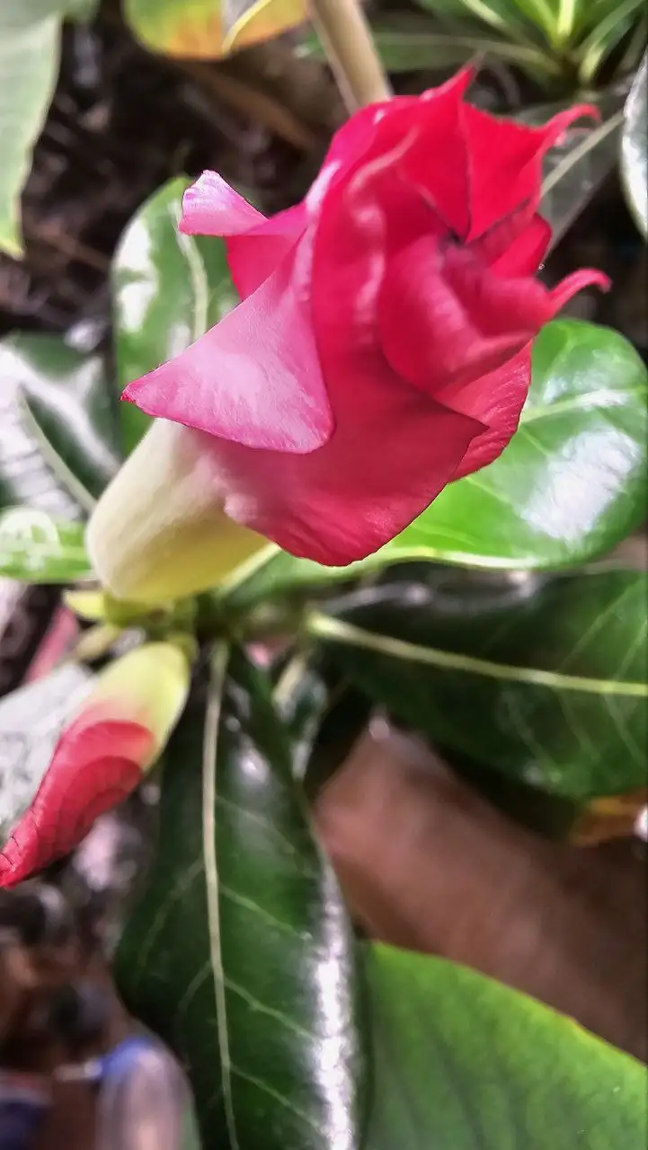 Саженцы Адениум (Роза пустыни) - Растения (Хобби и отдых) в Ставрополь