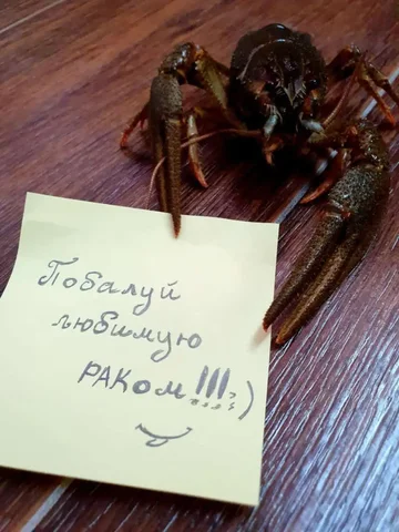 Предзаказы морепродуктов на 8 марта - частное объявление в Ставрополь