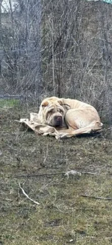 Найдена собака в Михайловске - Животные в Михайловск