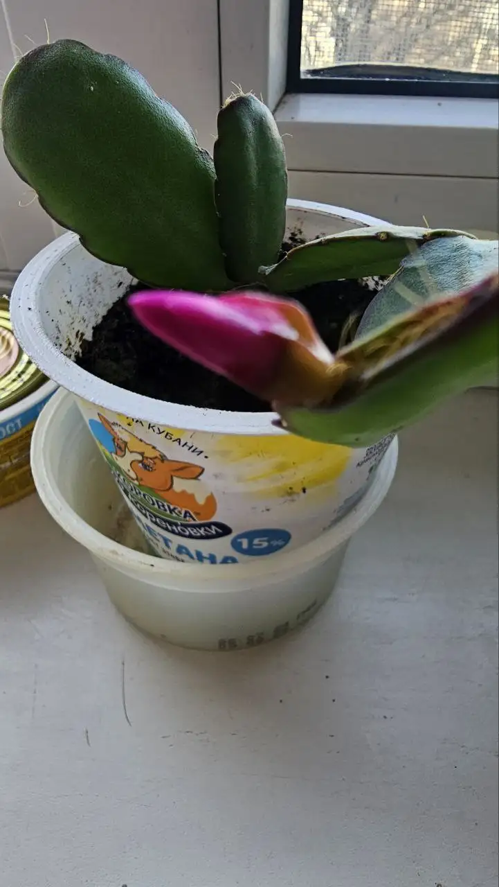 Продам Декабрист в Ставрополе - Растения (Хобби и отдых) в Ставрополь