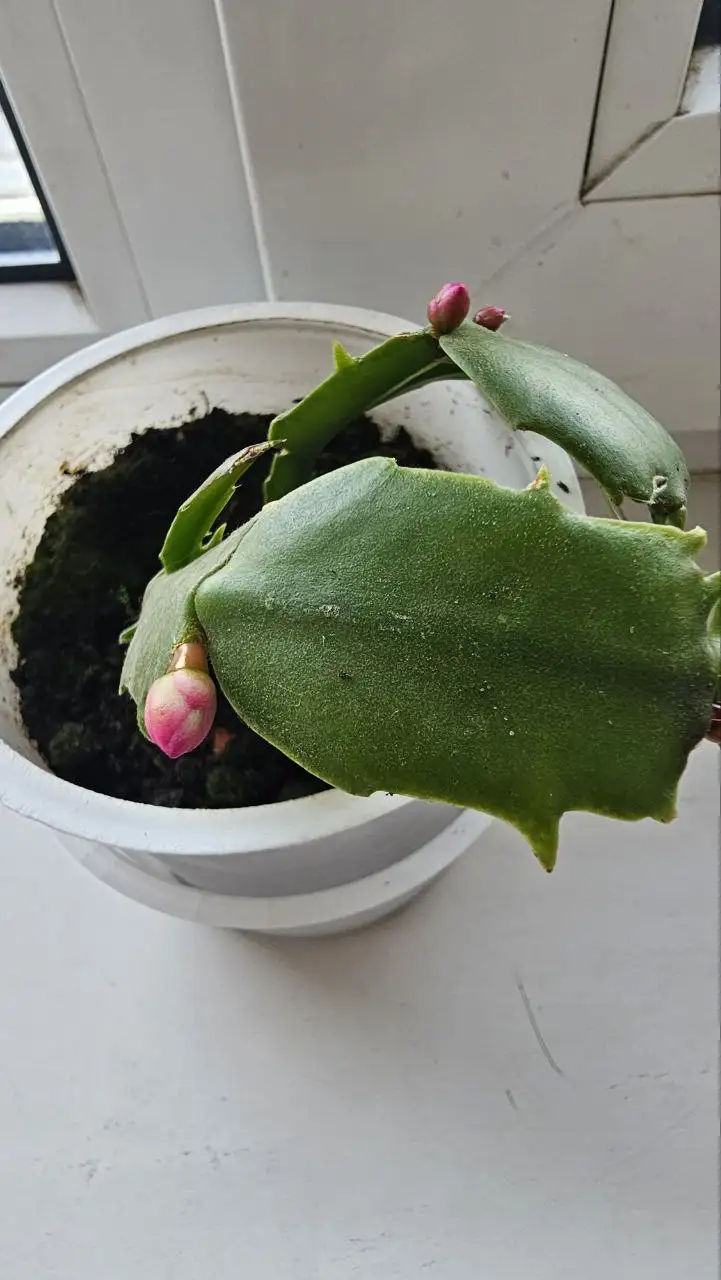 Продам Декабрист в Ставрополе - Растения (Хобби и отдых) в Ставрополь