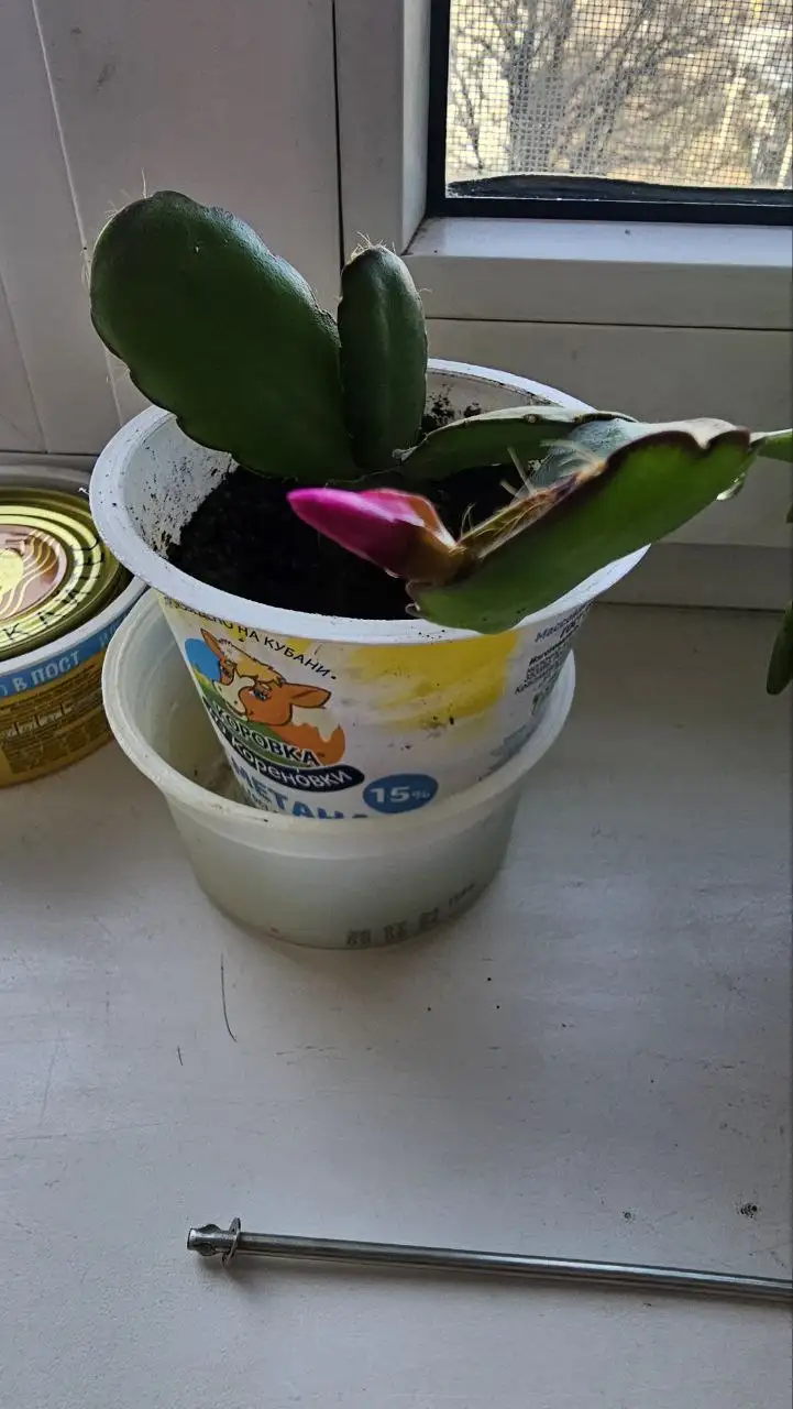 Продам Декабрист в Ставрополе - Растения (Хобби и отдых) в Ставрополь