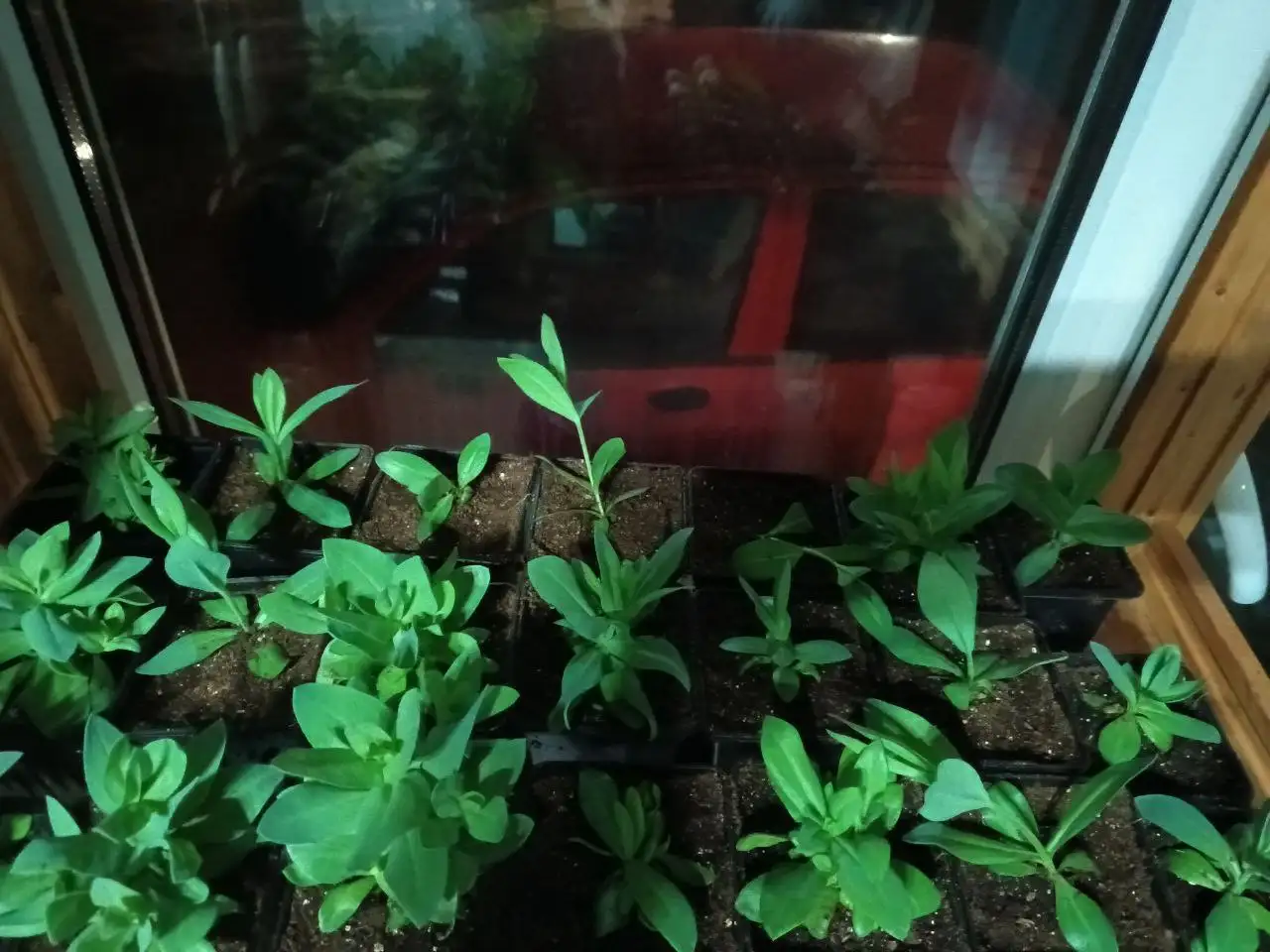 Эустома низкорослая микс в горшке - Растения (Хобби и отдых) в Михайловск