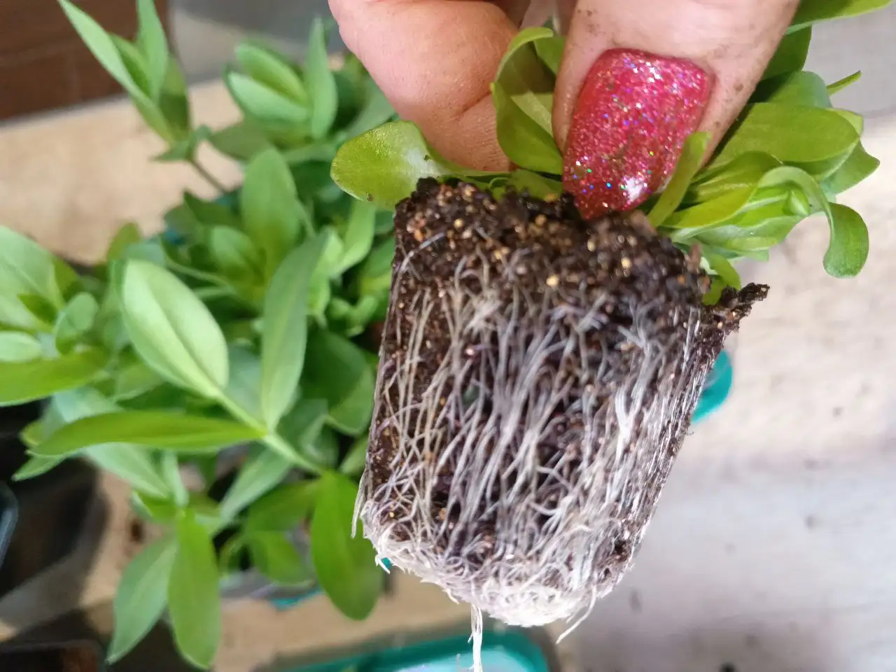 Эустома низкорослая микс в горшке - Растения (Хобби и отдых) в Михайловск