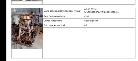 Спасение собаки из отлова в Изобильном - Животные в Изобильный