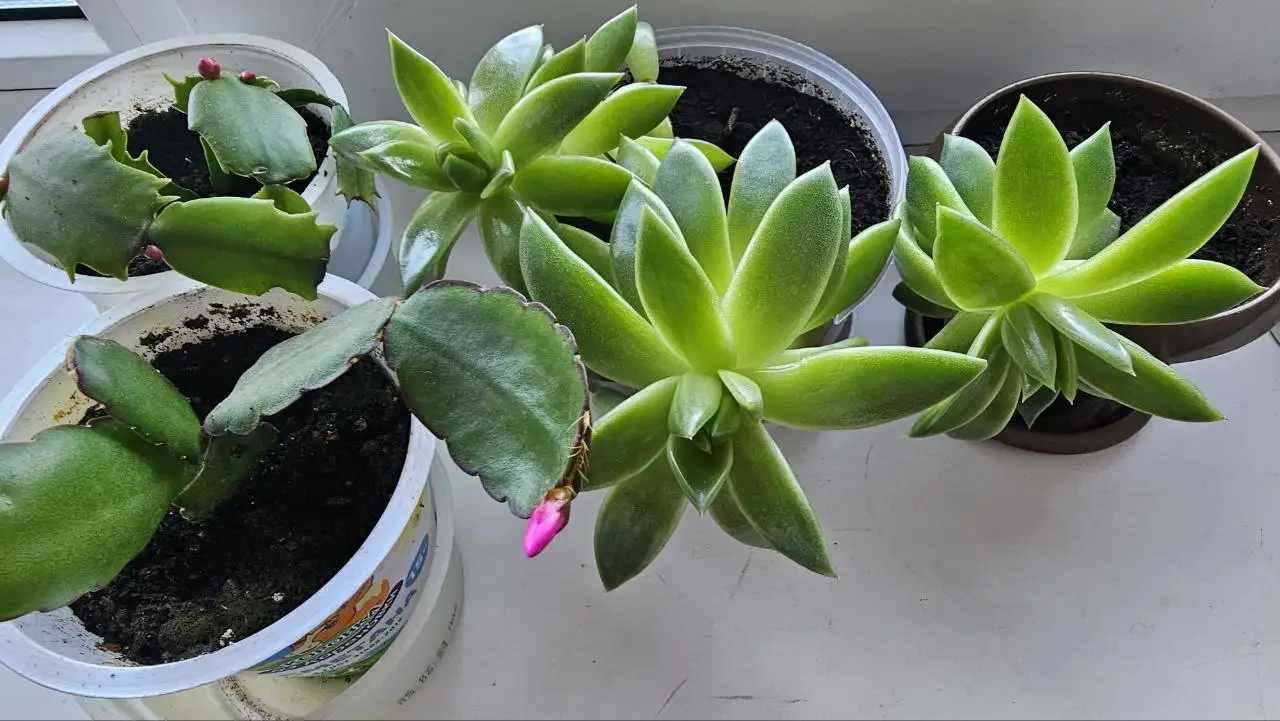 Продажа Эхеверии в Ставрополе - Растения (Хобби и отдых) в Ставрополь