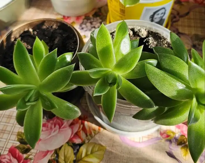 Продажа Эхеверии в Ставрополе - Растения (Хобби и отдых) в Ставрополь