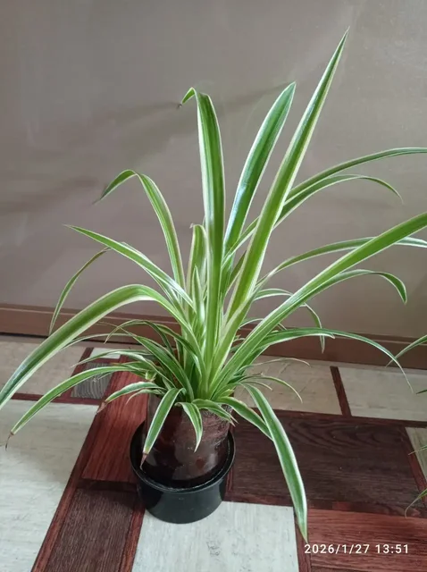 Хлорофитум - неприхотливый очиститель воздуха - Садоводство/Растения в Ставрополь