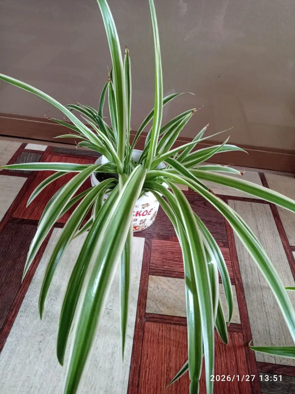 Хлорофитум - неприхотливый очиститель воздуха - Растения (Для дома и дачи) в Ставрополь