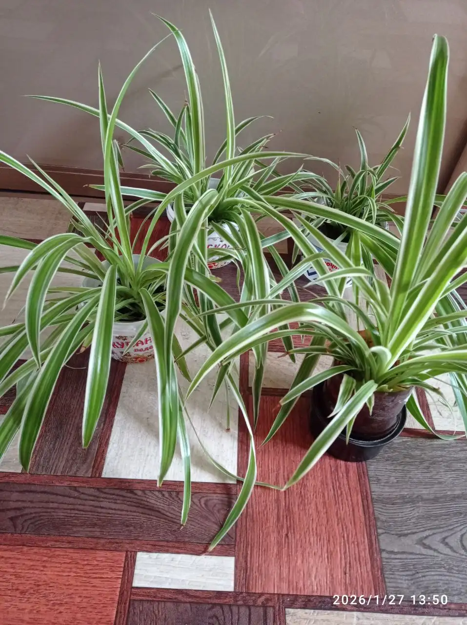 Хлорофитум - неприхотливый очиститель воздуха - Растения (Для дома и дачи) в Ставрополь