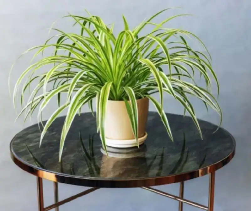 Хлорофитум - неприхотливый очиститель воздуха - Растения (Для дома и дачи) в Ставрополь