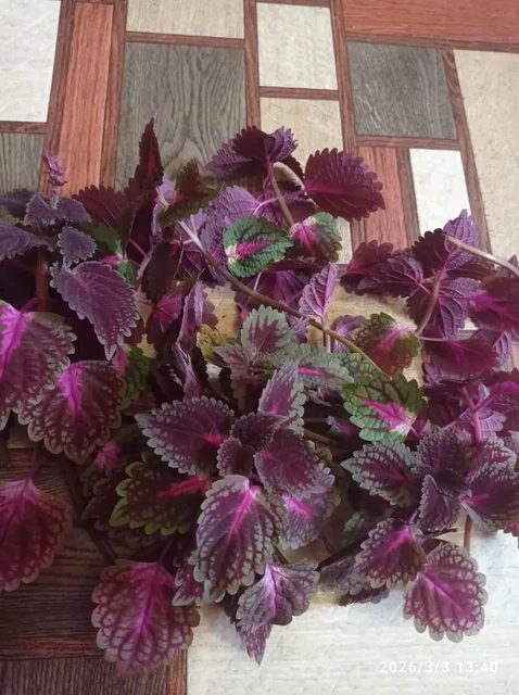 Продажа срезов колеусов в Ставрополе - Комнатные растения в Ставрополь