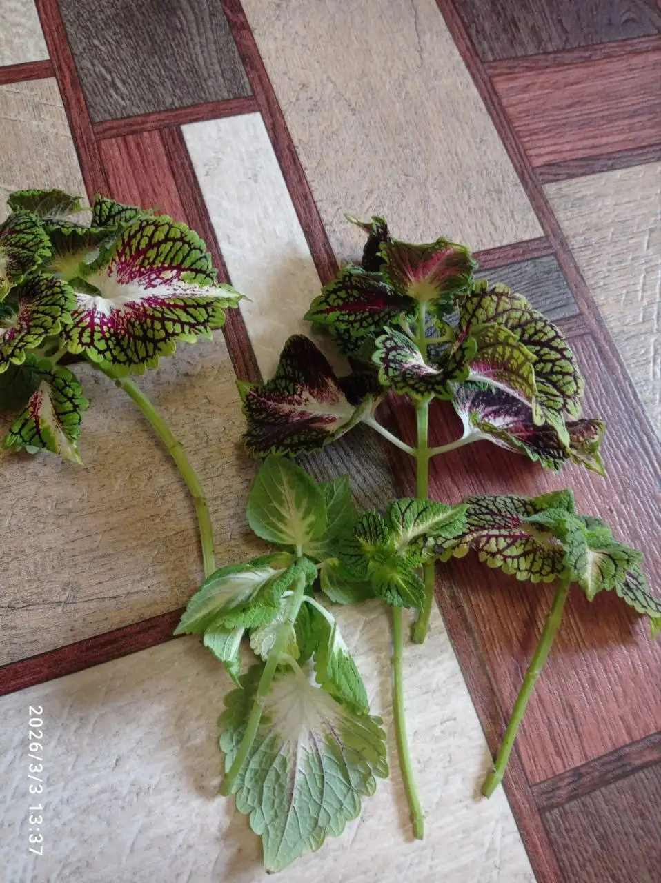 Продажа срезов колеусов в Ставрополе - Растения (Хобби и отдых) в Ставрополь