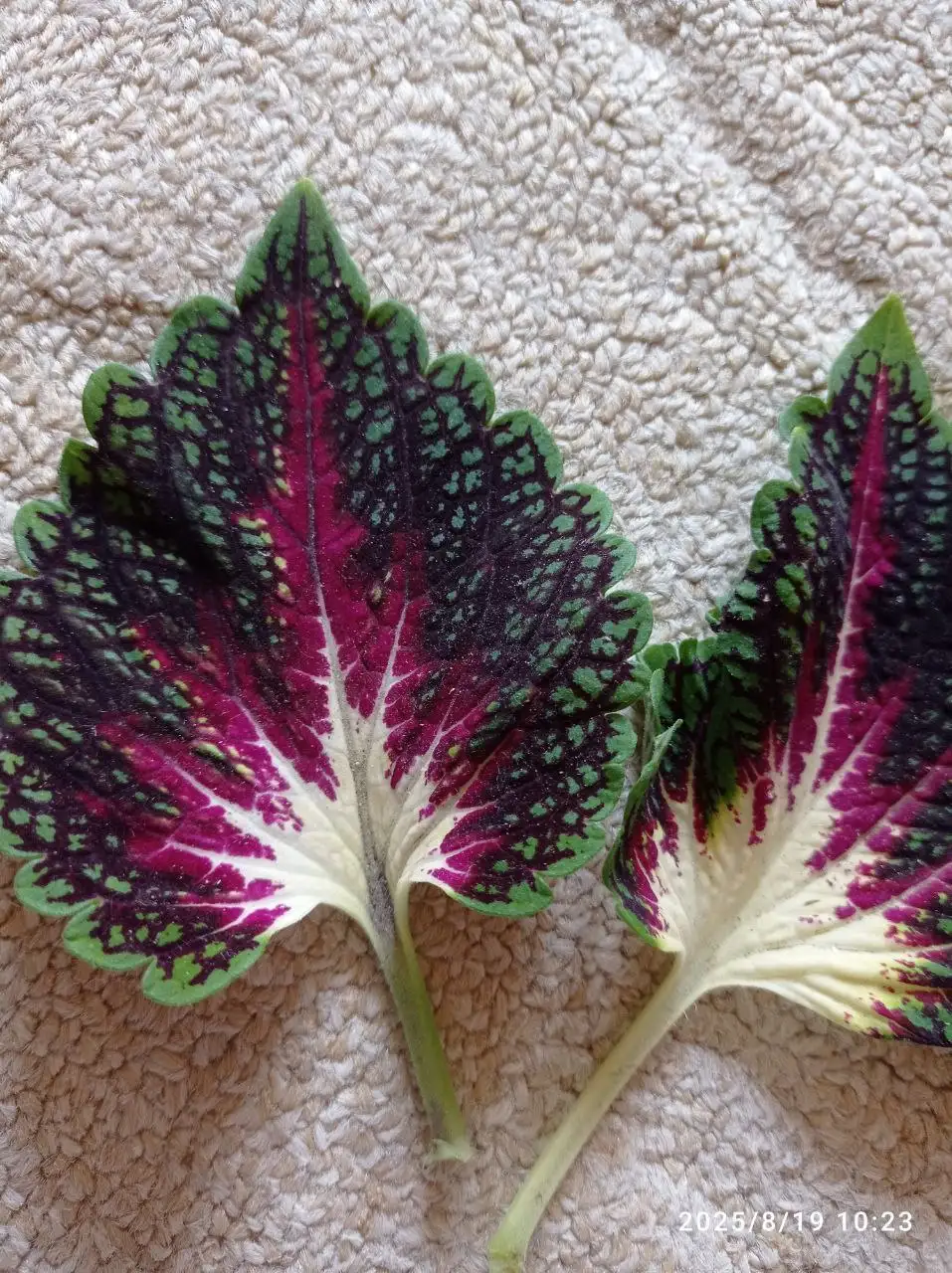 Продажа срезов колеусов в Ставрополе - Растения (Хобби и отдых) в Ставрополь