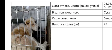 Потерянная собака в Изобильном - Животные в Изобильный