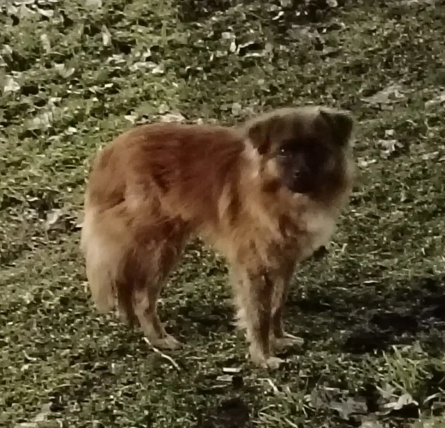 Собачка в добрые руки - Собаки в Михайловск