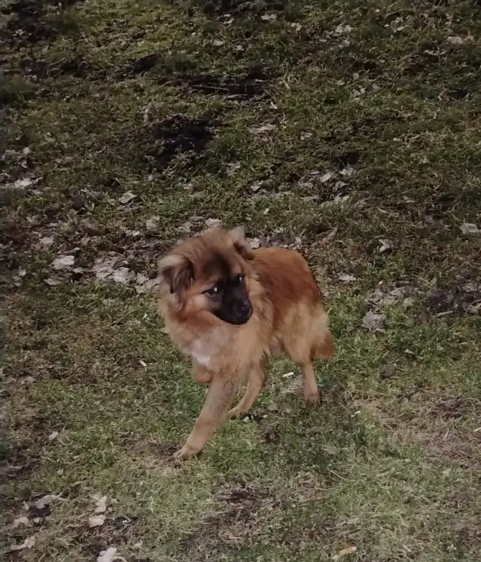 Собачка в добрые руки - Собаки (Животные) в Михайловск