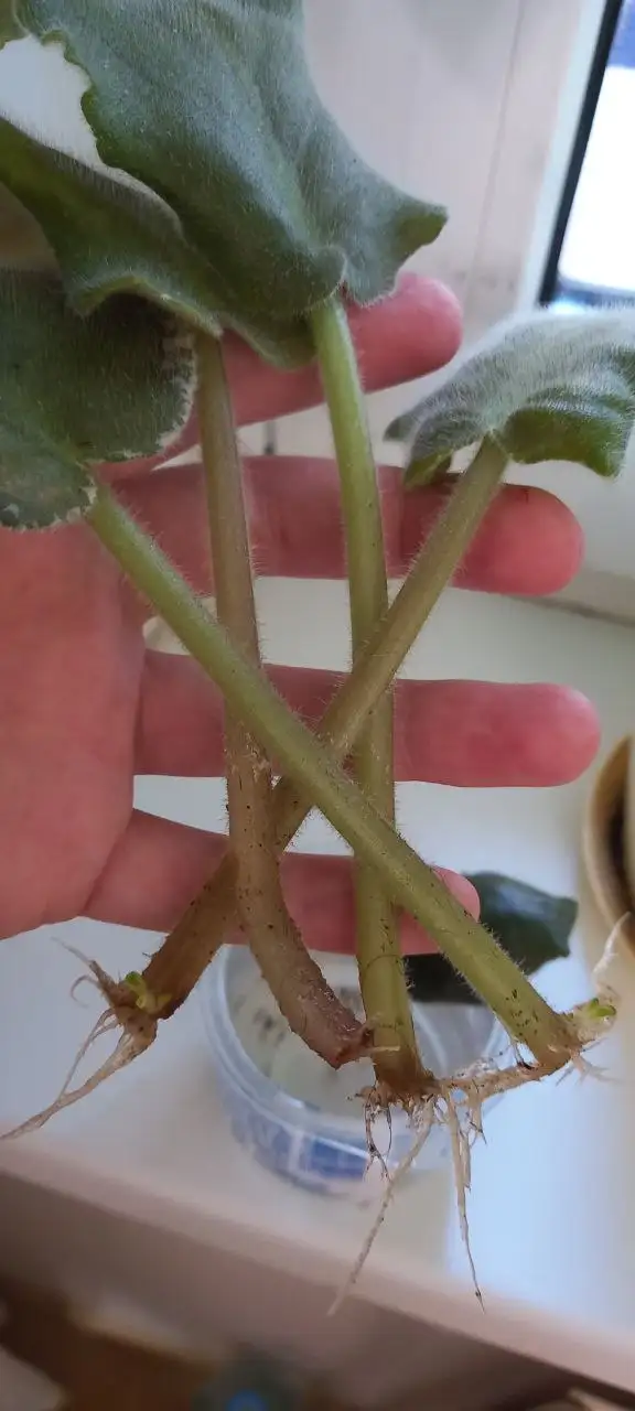 Фиалка белая с листиками фиолетовой - Растения (Хобби и отдых) в Ставрополь