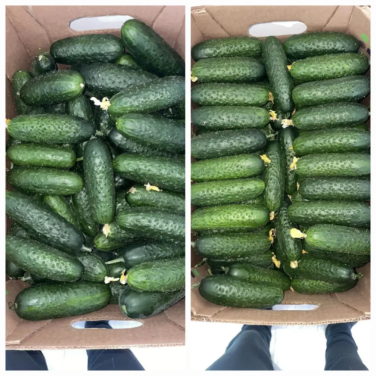 Свежие огурцы с теплиц Солнечнодольска - Продукты питания (Барахолка) в Михайловск