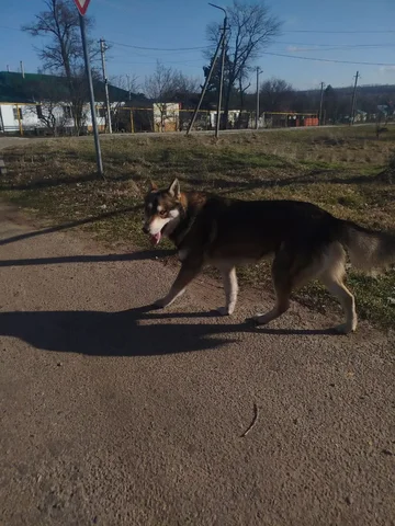 Хаски ищет хозяев в Дубовке - Собаки в Ставрополь