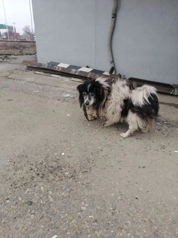 Найден возрастной кобель в Михайловске - Собаки (Животные) в Михайловск