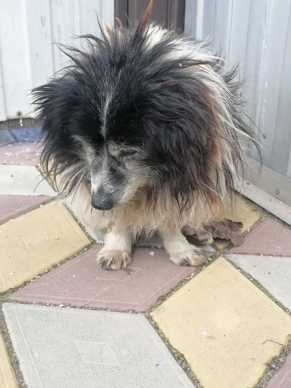 Найден возрастной кобель в Михайловске - Собаки (Животные) в Михайловск