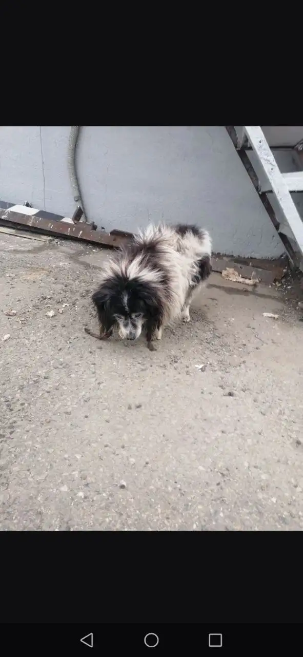 Найден возрастной кобель в Михайловске - Собаки (Животные) в Михайловск