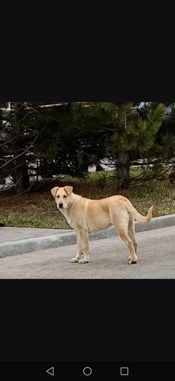Потерянный кастрированный кобель в Михайловске ищет хозяев - Собаки (Животные) в Михайловск